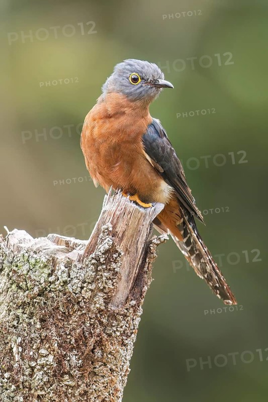 Fan-tailed Cuckoo (Cacomantis flabelliformis) perched on a branch in Papua New Guinea
