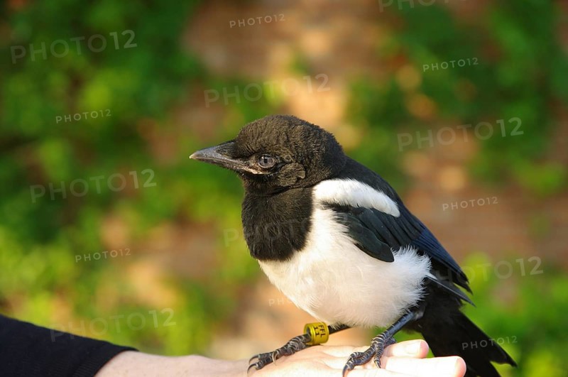 Magpie (Pica pica), young bird, portrait, plumage, trusting, ringing, The young bird was found and ringed
