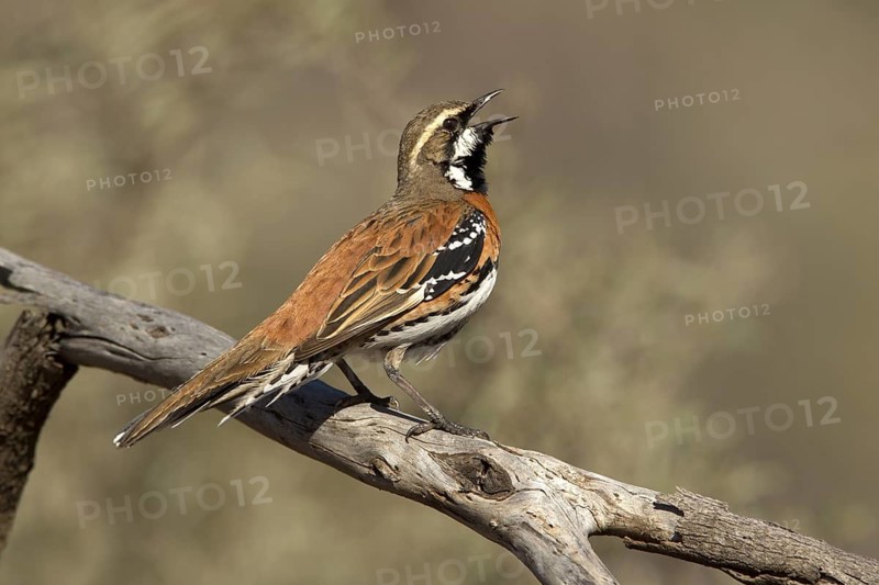 Chestnut-breasted Quail-thrush (Cinclosoma castaneothorax) male singing, Queensland, Australia