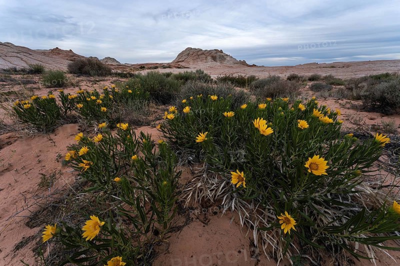 Vibrant desert sunflowers stand out against the eroded rock formations of Coyote Buttes in the Paria Canyon-Vermilion Cliffs Wilderness, Arizona
