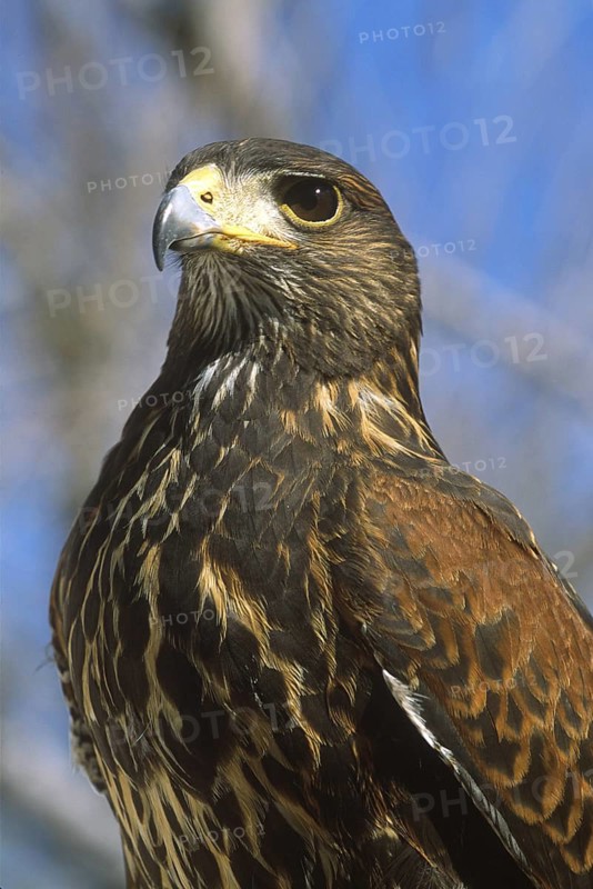 Harris's Hawk (Parabuteo unicinctus), Arizona, USA