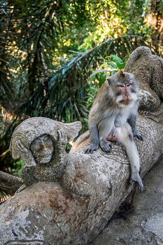 Macaque (Macaca), monkey, monkey, animal, macaque, wildlife, nature, wild, mammal, fauna, sculpture, looks, looking, looking at, looking, eating, pretty, jungle, fur, face, attentive, travel, holiday, tourism, park, asian, cheeky, attraction, Sacred monkey forest, Ubud, Bali, Indonesia