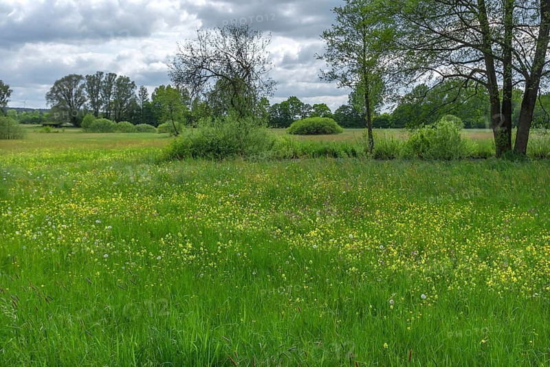 Wildflower meadow with cuckoo flower (Silene flos-cuculi), snake's knotweed (Bistorta officinalis), Greater Yellow Rattle (Rhinanthusalectorolophus), buttercup (Ranunculus), Upper Bavaria, Germany