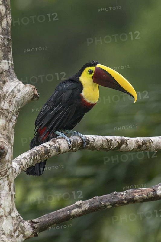 Yellow-throated Toucan (Ramphastos ambiguus swainsonii), Costa Rica