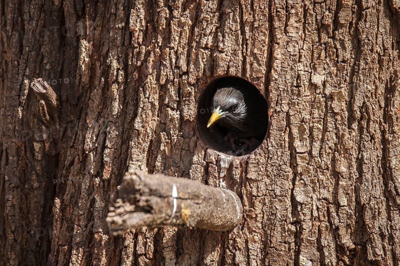 Spotless Starling (Sturnus unicolor), on nest, Castile-La Mancha, Spain