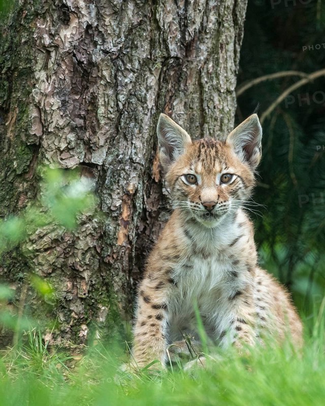 Young lynx (Lynx lynx), Haltern, North Rhine-Westphalia, Germany