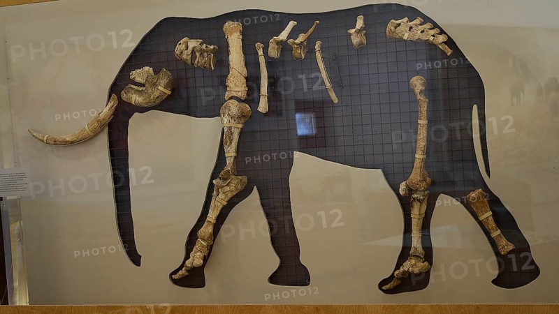 Exhibited elephant skeleton with arrangement of bones in a museum, Museum, Charkadio Cave, Dwarf Elephant (Palaeolodoxon tiliensis), Elephas Tiliensis, Megalo Chorio, Zero Waste Island, Tilos, Dodecanese, Greek Islands, Greece
