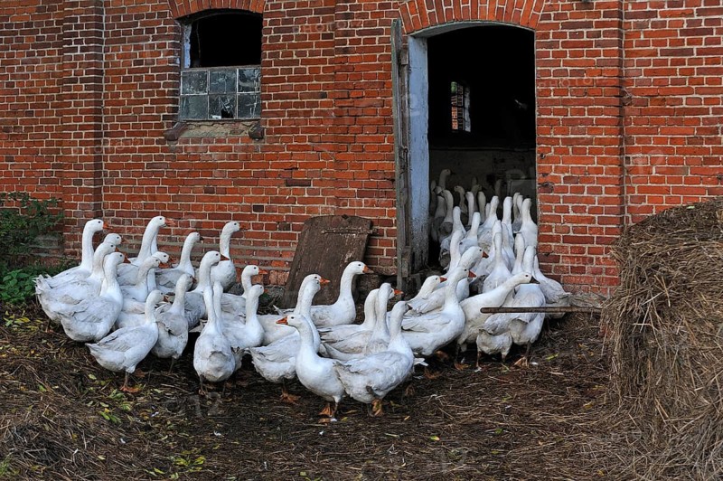 Domestic geese go back to the stable on their own in the evening, Biohof Gut Othenstorf, Othenstorf, Mecklenburg-Western Pomerania, Germany, Europe, public ground