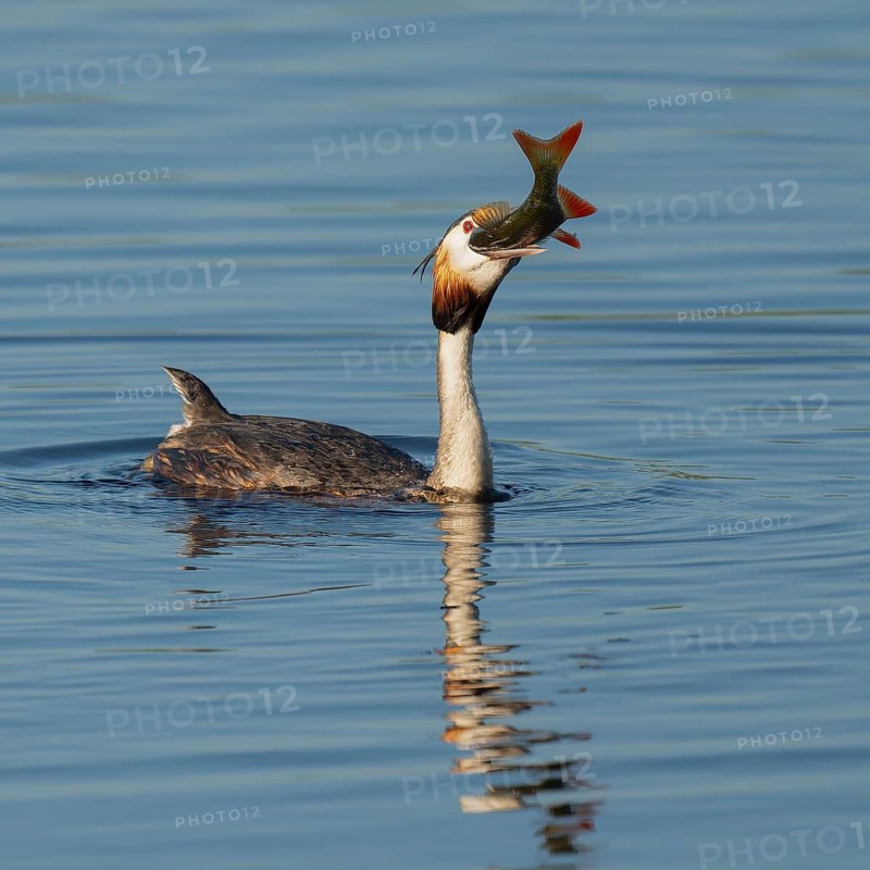 Great Crested Grebe (Podiceps Scalloped ribbonfish) with a large fish in its beak swimming on a lake, devouring a large, captured rudd (Scardinius erythrophthalmus), blue water, Lower Saxony, Germany