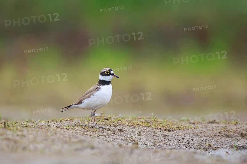 Little Ringed Plover (Charadrius dubius), North Rhine-Westphalia, Germany