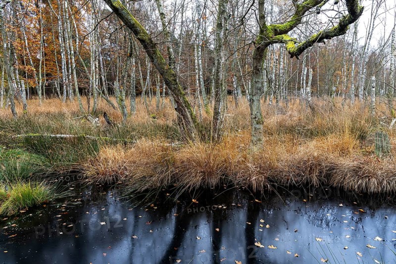 Moor landscape in the Osterwald forest with bog birch trees (Betula pubescens), Zingst, Fischland-Darß-Zingst, Western Pomerania Lagoon National Park, Mecklenburg-Western Pomerania, Germany