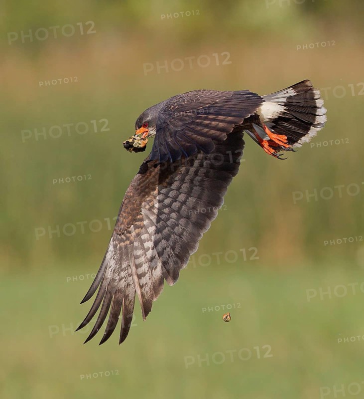 Snail Kite (Rostrhamus sociabilis) male flying with snail in its beak, Florida, USA