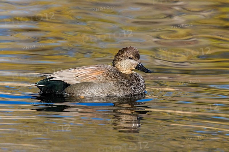 Gadwall Anas strepera Tucson, Pima County, Arizona, United States 4 January Adult Male Anatidae