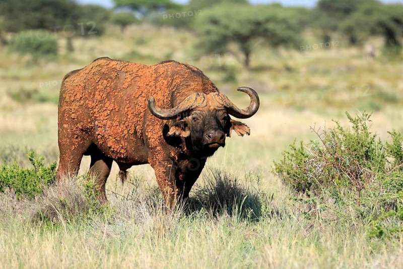 Cape buffalo (Syncerus caffer), adult, foraging, after mud bath, Mokala National Park, Northern Cape, South Africa