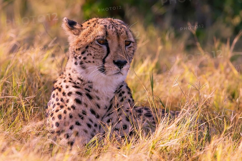 Africa, Botswana, cheetah, Acinonyx jubatus, Botswana, Botswana