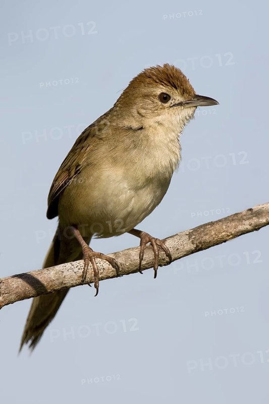 Tawny Grassbird (Megalurus timoriensis), Queensland, Australia