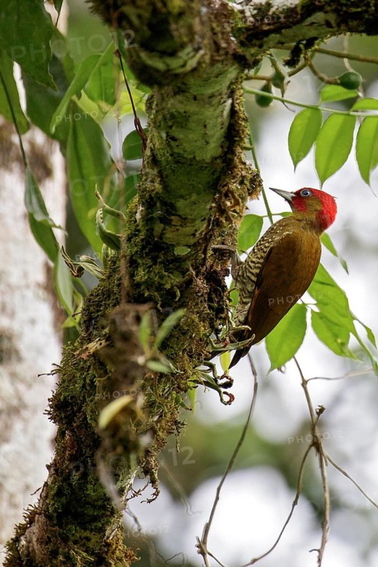 Rufous-winged Woodpecker (Piculus simplex) perched on a branch in Costa Rica
