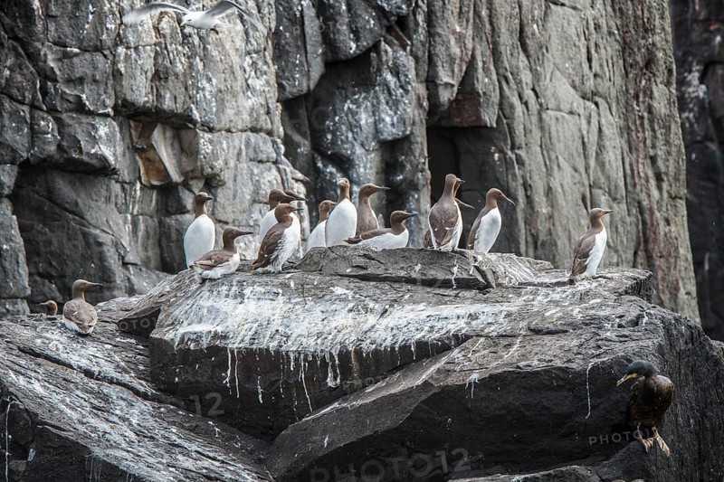 Common Murre (Uria aalge) colony on cliff, Farne Islands, United Kingdom