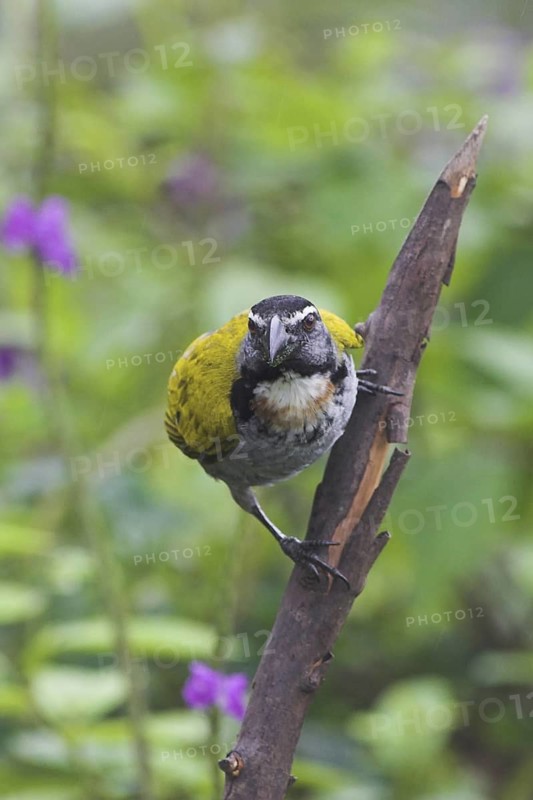 Black-headed Saltator (Saltator atriceps), Costa Rica