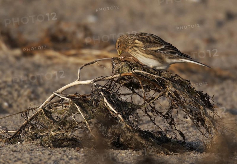 Twite (Linaria flavirostris) foraging, Schleswig-Holstein, Germany