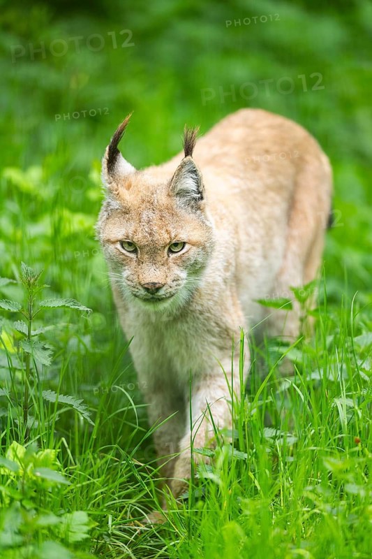 Eurasian lynx (Lynx lynx) walking through the grass, Bavaria, Germany