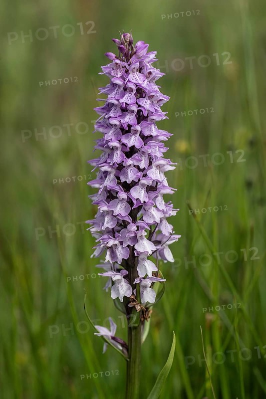 Moorland spotted orchid (Dactylorhiza maculata), Mecklenburg-Western Pomerania, Germany