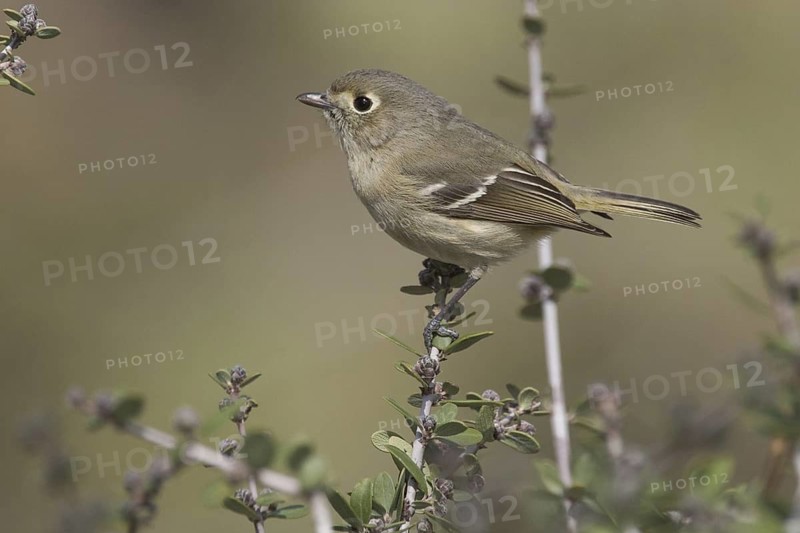 Hutton's Vireo (Vireo huttoni) male, California, USA