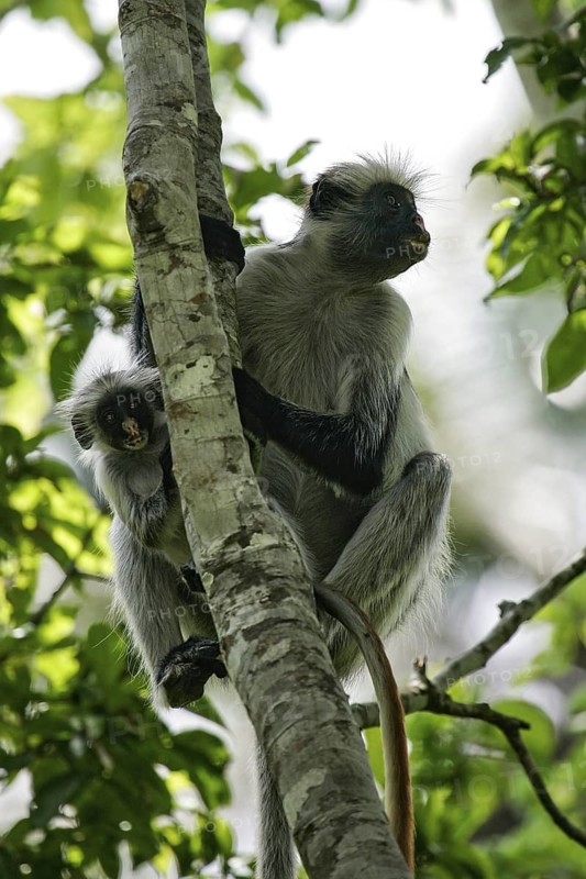Sansibar-Stummelaffe (Piliocolobus kirkii) Weibchen mit Jungtier im Arm klettert auf Baum im Regenwald, Jozani Chwaka Bay National Park, Sansibar, Tansania