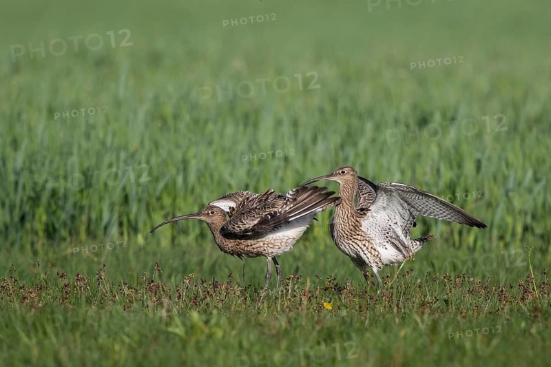 Eurasian Curlew (Numenius arquata) pair displaying, North Rhine-Westpalia, Germany