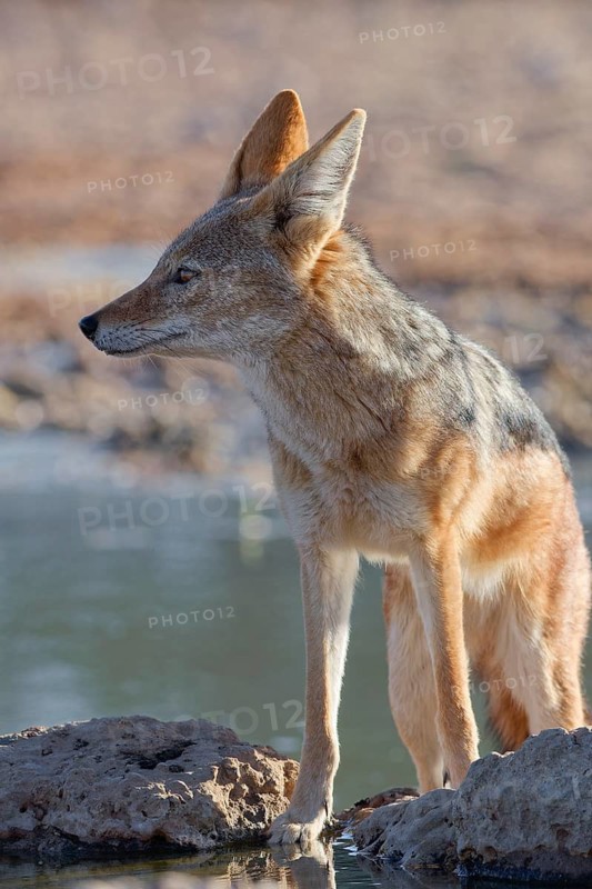 Black-backed jackal (Lupulella mesomelas), adult animal, standing at a waterhole, observing, alert, evening light, Kgalagadi Transfrontier Park, Northern Cape, South Africa