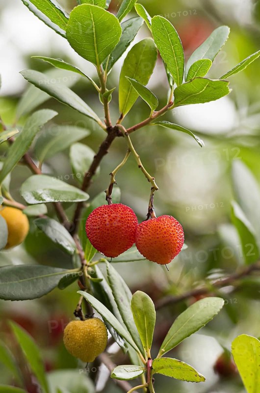 Western edberry tree (Arbutus unedo)