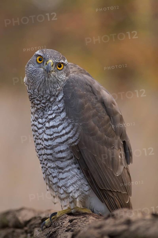 Northern Goshawk (Accipiter gentilis), Subotica, Serbia