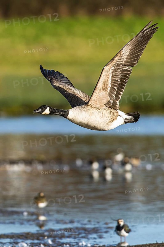 Canada Goose, Branta canadensis bird in flight over winter Marshes, Devon, England, United Kingdom