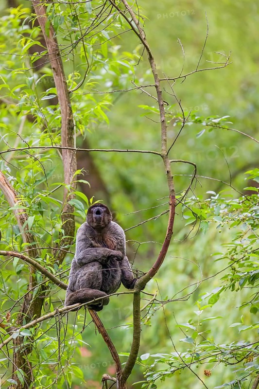 A common woolly monkey, brown woolly monkey, or Humboldt's woolly monkey (Lagothrix lagothricha) climbs in a tree