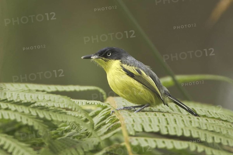 Common Tody-flycatcher (Todirostrum cinereum), Ecuador