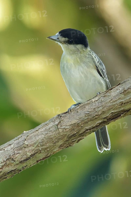Cinereous Becard (Pachyramphus rufus) perched on a branch in the rainforest of Guyana