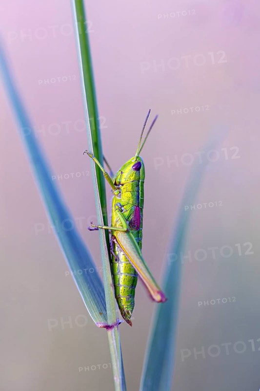 Small gold grasshopper, (Euthystira brachyptera), Chrysochraon brachyptera, grasshopper, short-fingered grasshopper, insect, macro Feldberg region, Black Forest, Baden-Württemberg, Federal Republic of Germany