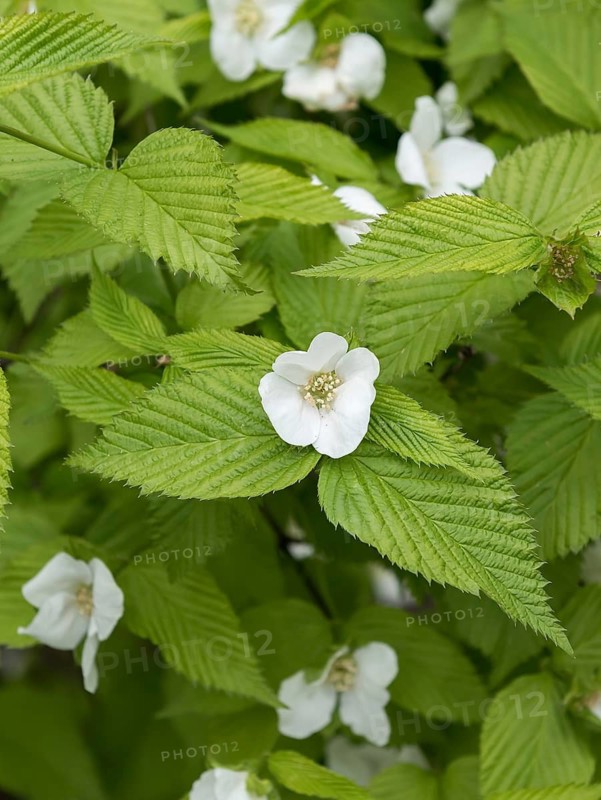 Sham Kerrie (Rhodotypos scandens), Treptower Park Berlin