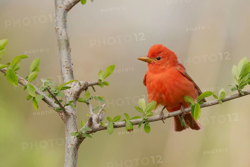 Summer Tanager (Piranga rubra) male perched on a branch, Texas, USA