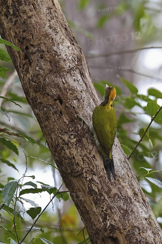 Greater Yellownape (Chrysophlegma flavinucha) female, Nam Nao National Park, Thailand
