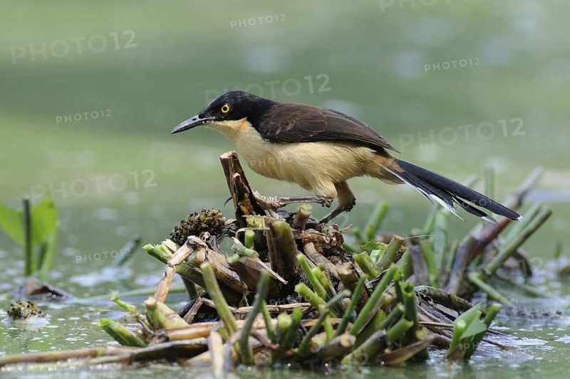 Black-capped Donacobius (Donacobius atricapilla), Pantanal, Brazil