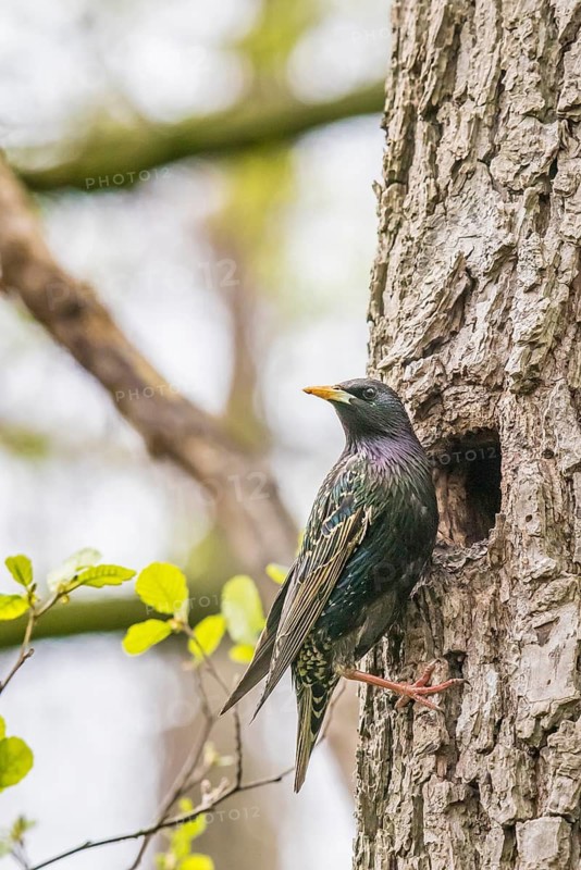A starling (Sturnus vulgaris) sits in front of its breeding den natural den away from a tree trunk of a black alder (Alnus glutinosa), surrounded by fresh greenery in spring, Dümmer nature park Park, Lower Saxony, Germany