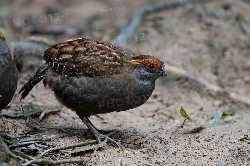 Spot-winged Wood Quail (Odontophorus capueira), Atlantic rainforest, Brazil