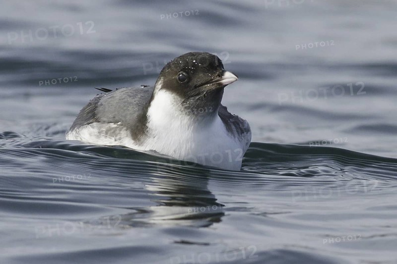 Ancient Murrelet (Synthliboramphus antiquus), British Columbia, Canada