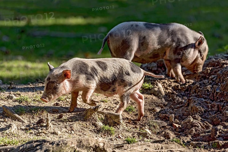 Pot-bellied pigs (Sus scrofa f. domestica), newborn young animals, piglets, digging in a hole in the ground, dry wallow, Poing Wildlife Park, Upper Bavaria, Bavaria, Germany