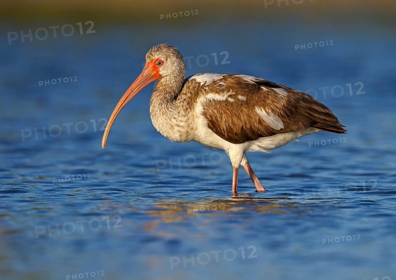 American White Ibis (Eudocimus albus) young foraging, Florida, USA