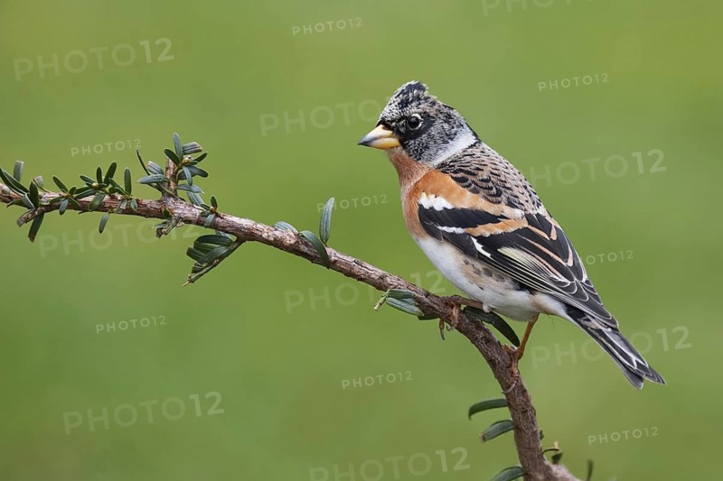 Brambling (Fringilla montifringilla) male, Brandenburg, Germany
