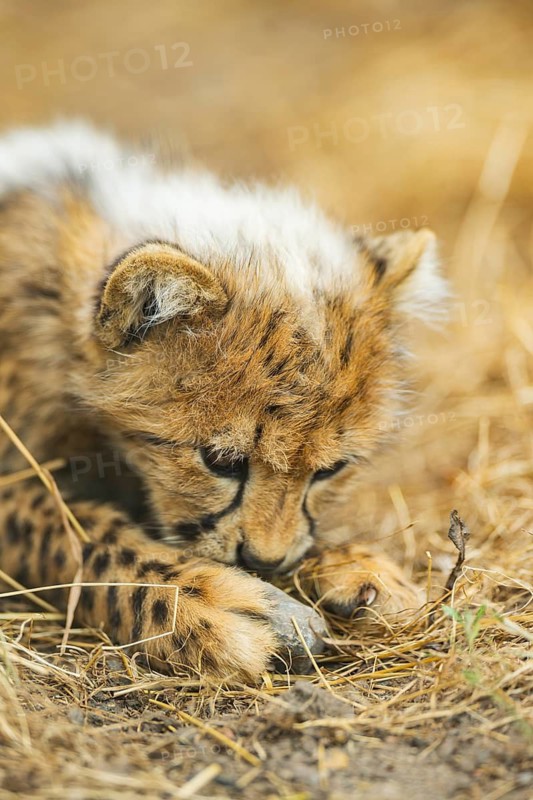 Cheetah (Acinonyx jubatus) youngster lying on a meadow, captive, occurrence Africa