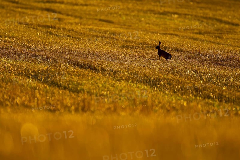 European brown hare (Lepus europaeus) adult animal in a farmland stubble field in summer, Norfolk, England, United Kingdom