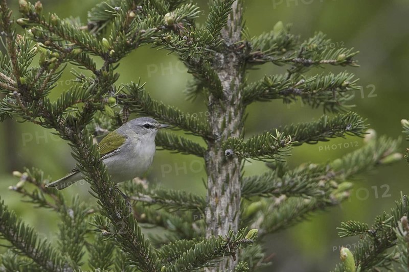 Tennessee Warbler (Leiothlypis peregrina), Manitoba, Canada